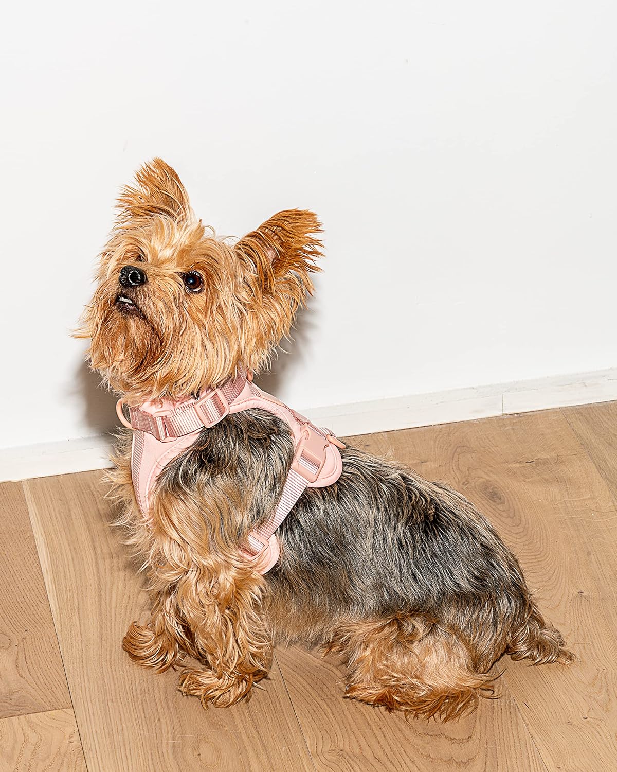 Wild One- Pechera Color Rosa - MiPerro.com