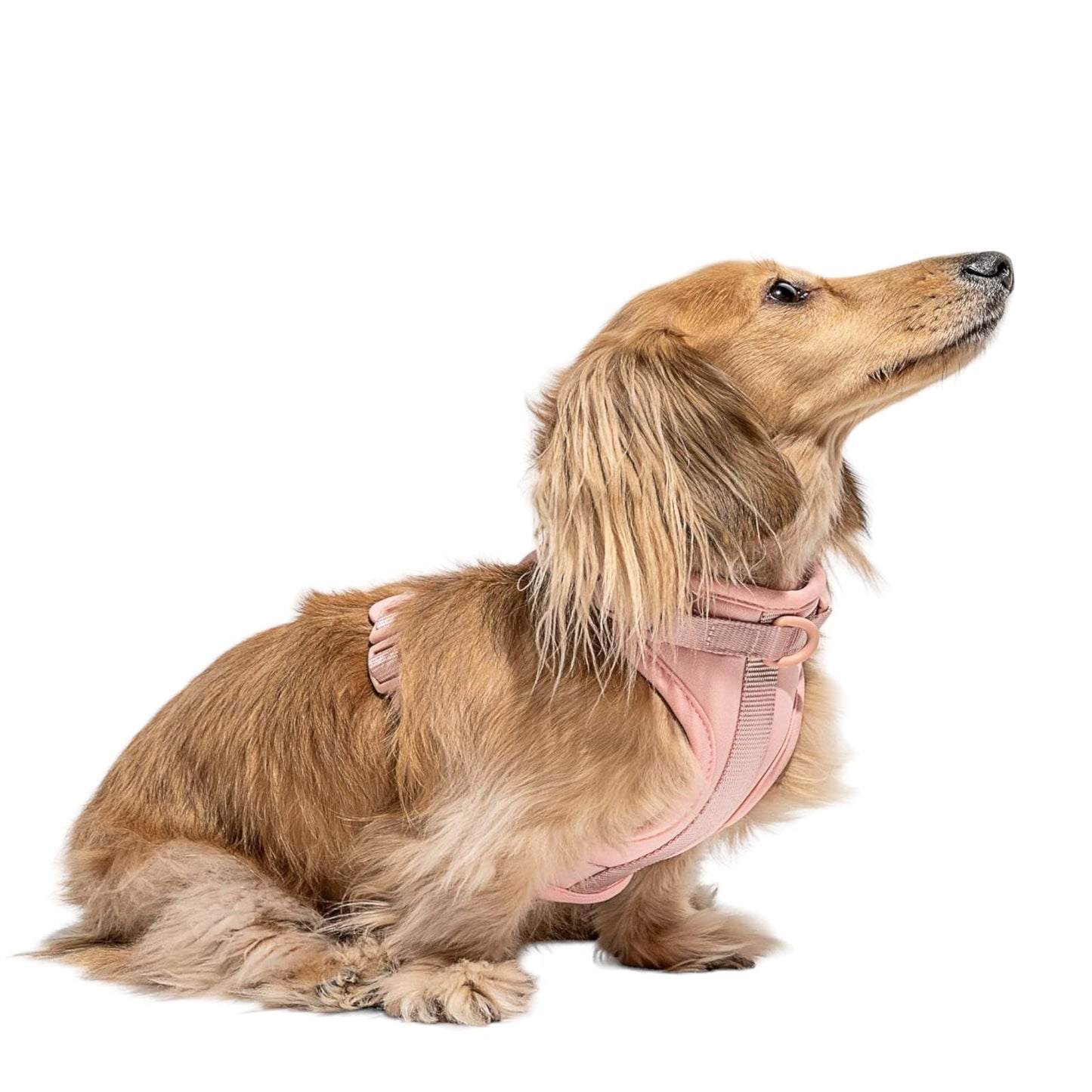 Wild One- Pechera Color Rosa - MiPerro.com